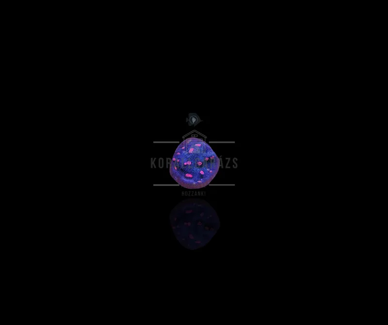 Mycedium robokaki chalice with raspberry colored eyes introduced by